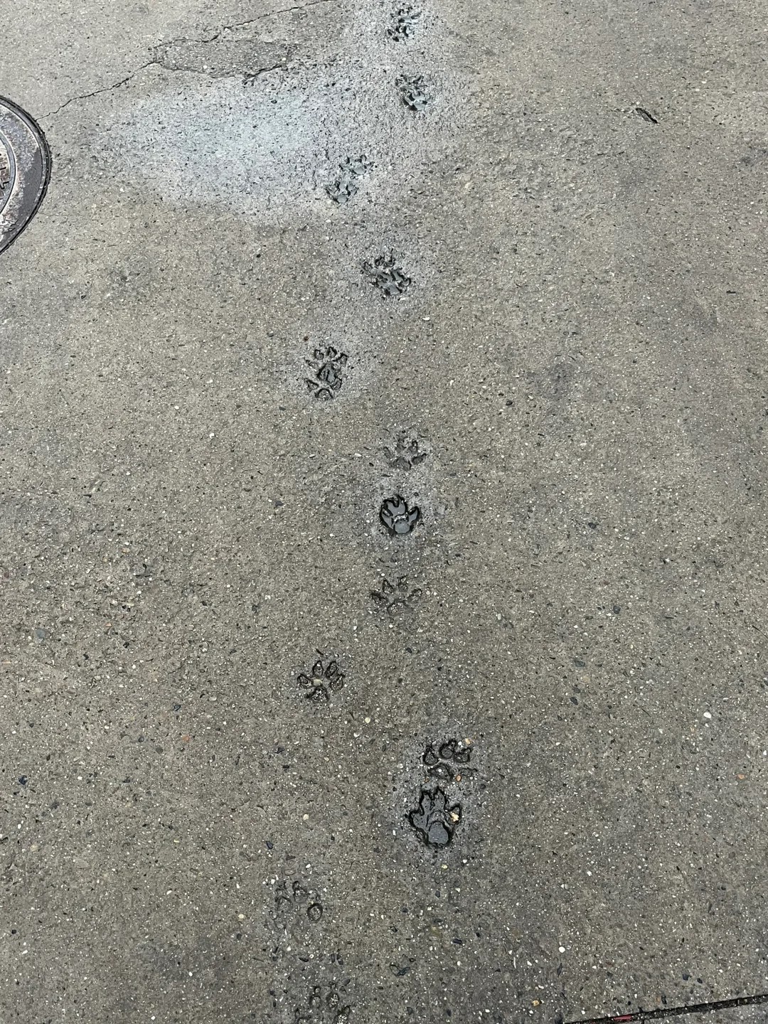 a paw print mystery left behind by a little explorer!