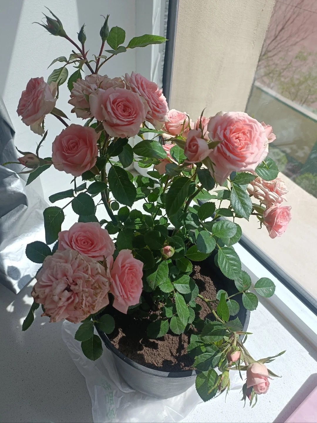 why does my rose plant keep growing leaves but no flowers?