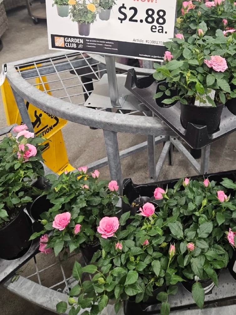 Home Depot's going wild