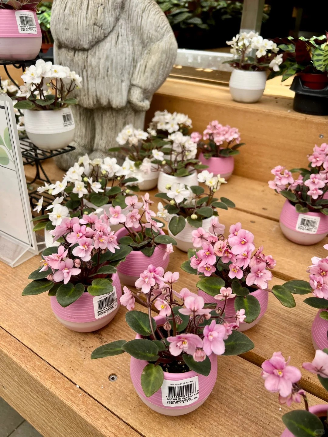 a huge plant nursery in long island worth the trip