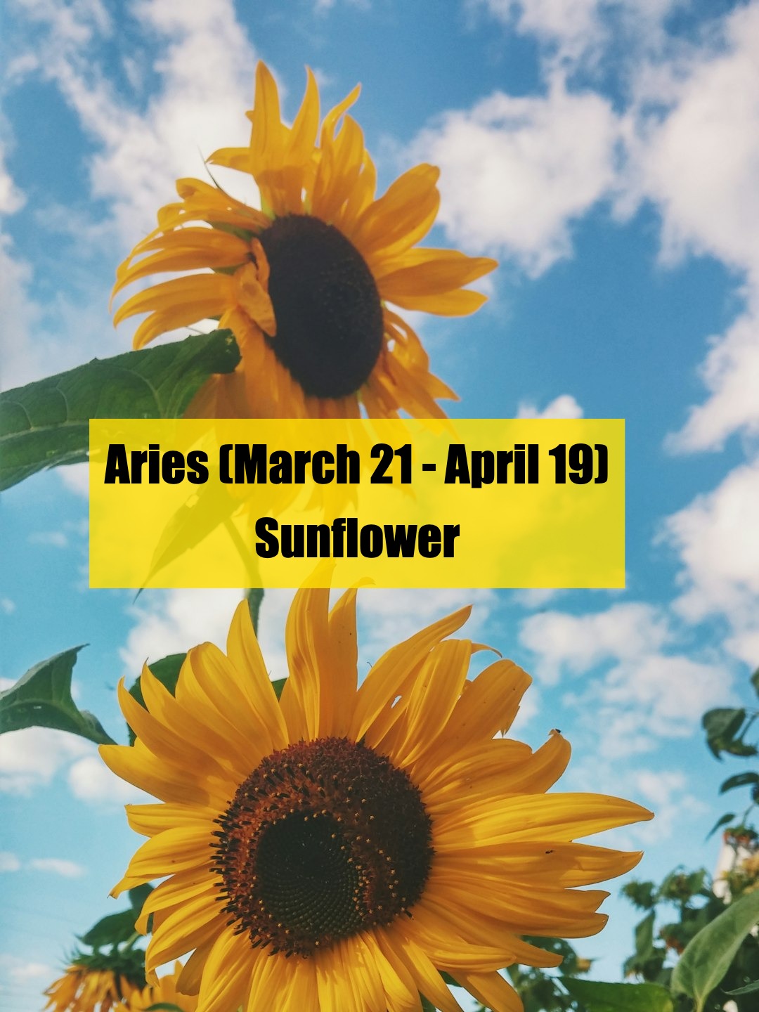 what’s your zodiac flower? find out which one fits you!（1）