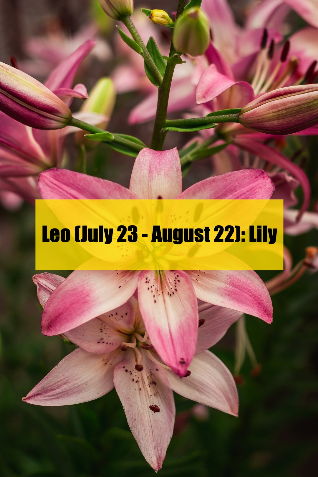 what’s your zodiac flower? find out which one fits you!（1）