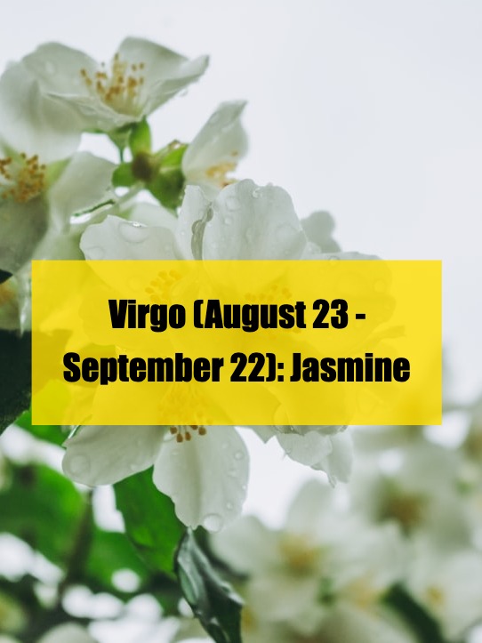 what’s your zodiac flower? find out which one fits you!（1）