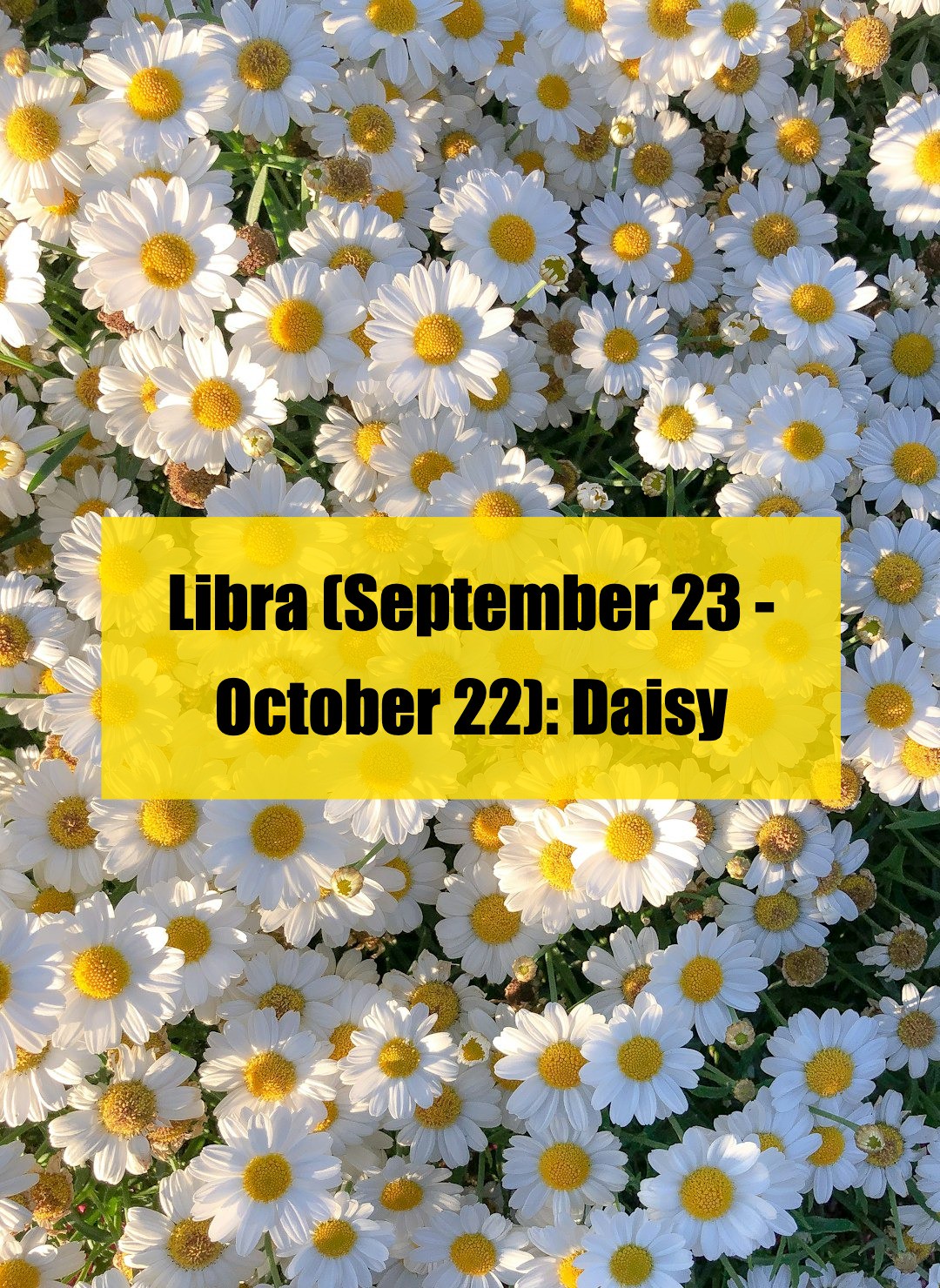 which flower matches your zodiac sign? here’s the full list!（2）
