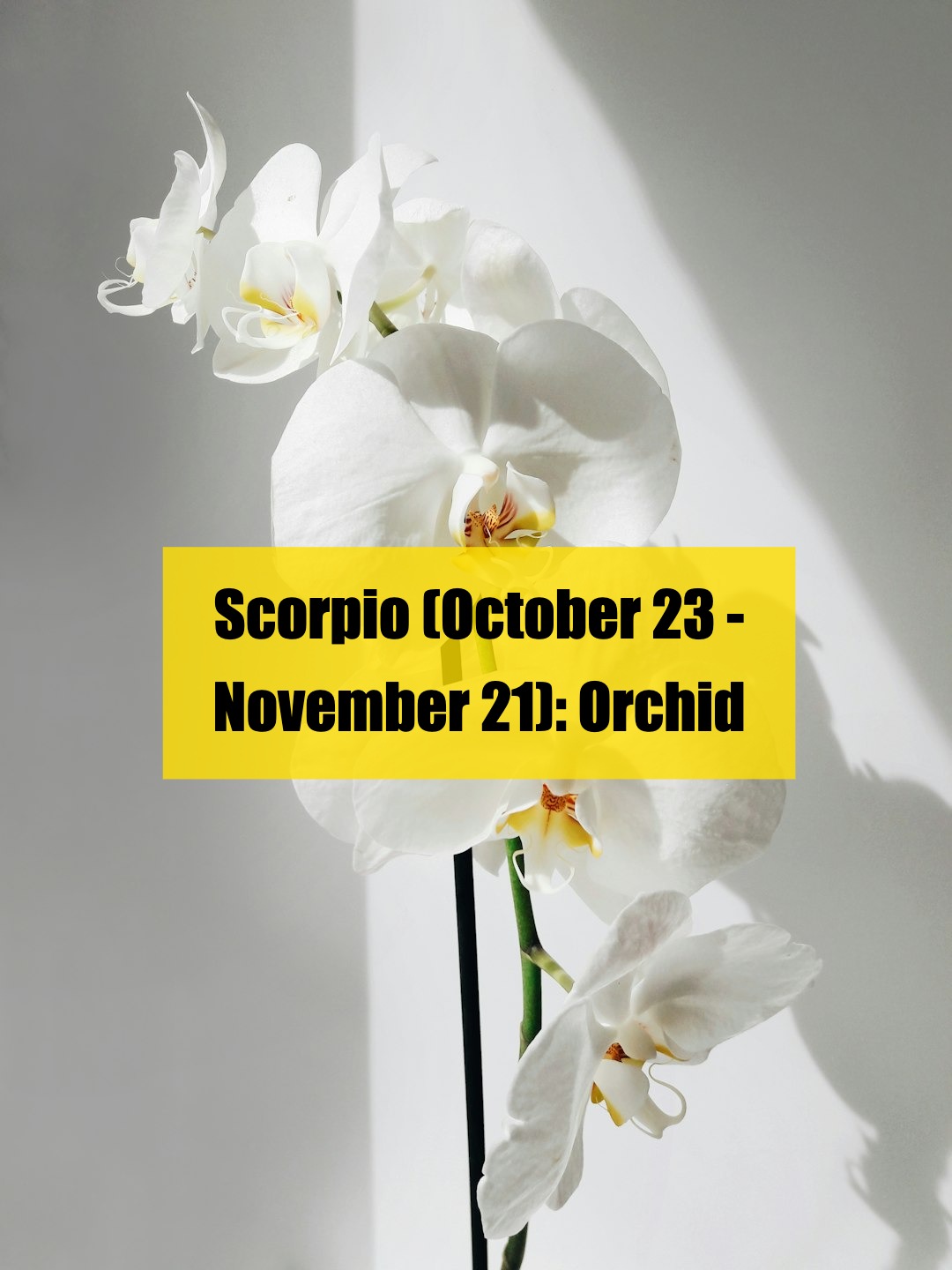which flower matches your zodiac sign? here’s the full list!（2）