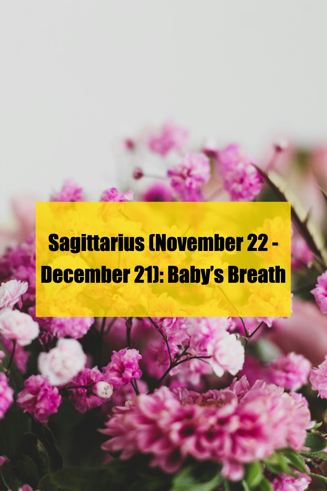which flower matches your zodiac sign? here’s the full list!（2）