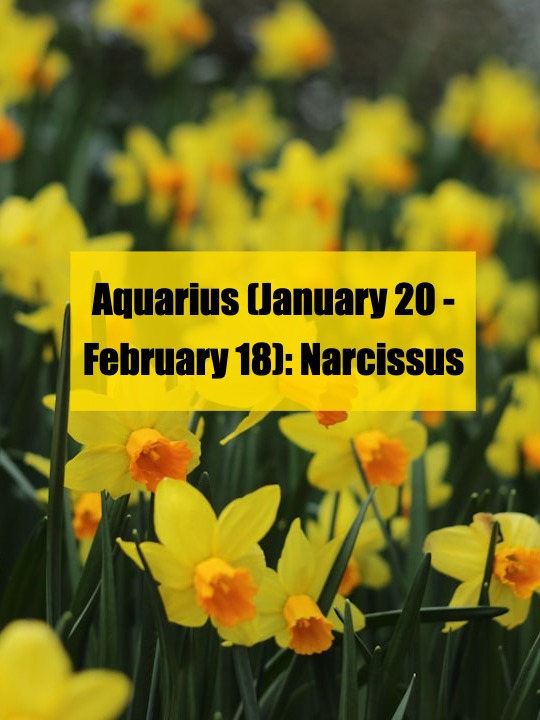 which flower matches your zodiac sign? here’s the full list!（2）