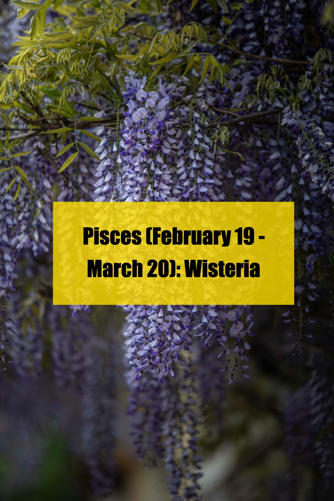 which flower matches your zodiac sign? here’s the full list!（2）