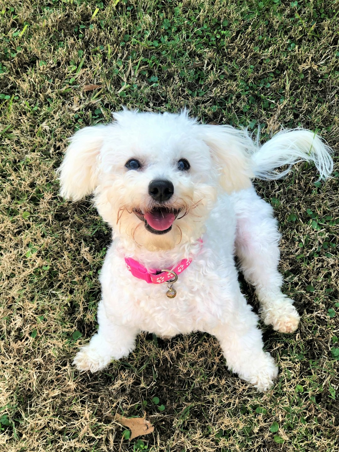 4 common dog-owner mistakes you’re probably making