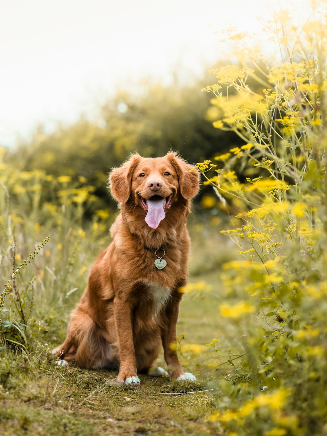do you know how to show your dog you really love them?