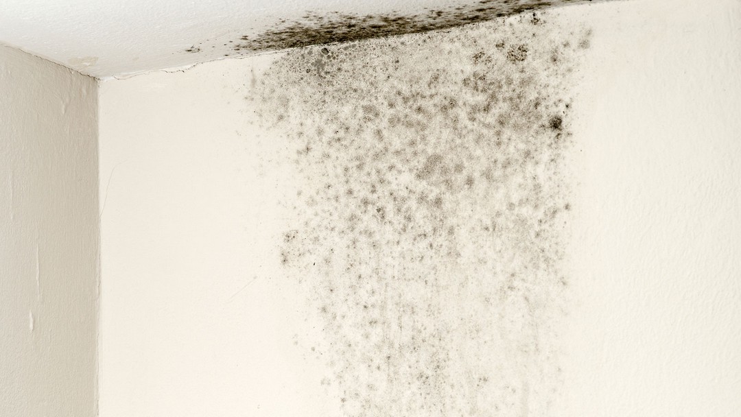 Mold Drama in the New Digs!