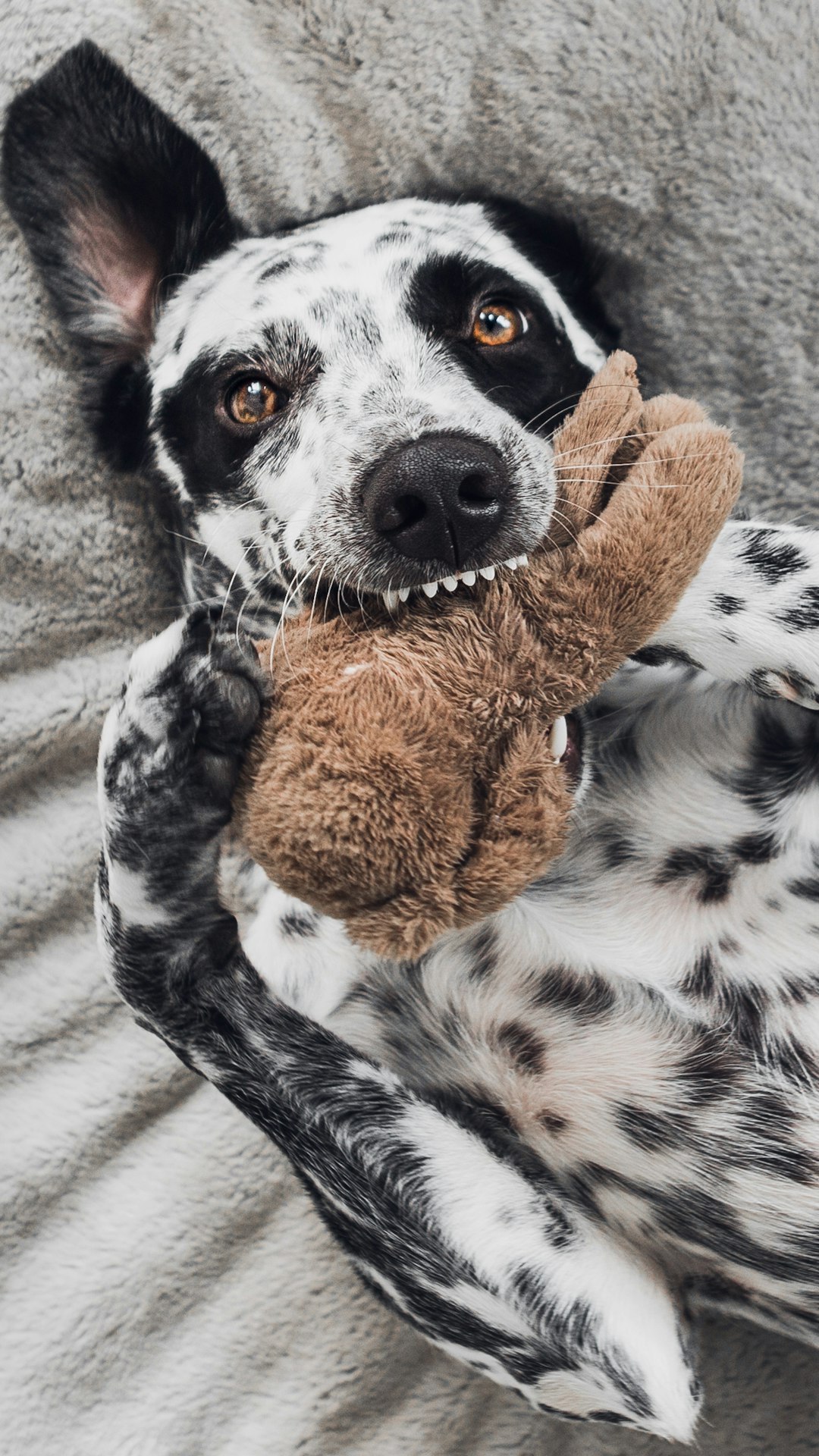 your pup might be mad at you and here’s how they’re showing it