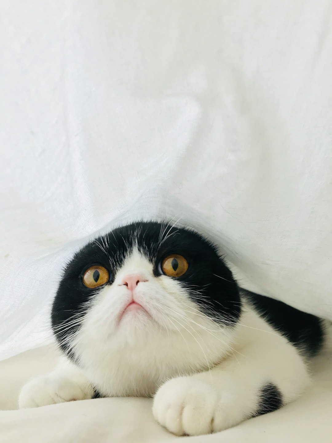 your cat isn’t mad for no reason... you’re annoying them