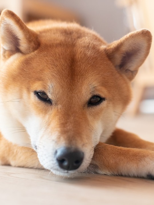 why is my dog orange digging the floor like crazy??