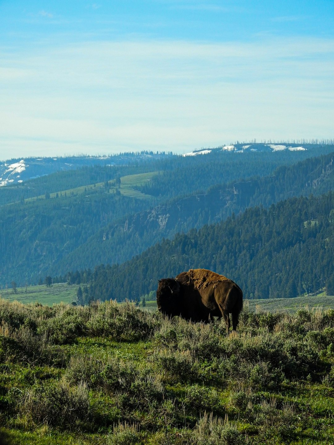 where do bison and wolves actually hang out in yellowstone?