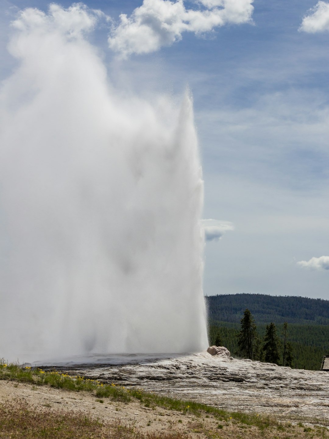 where do bison and wolves actually hang out in yellowstone?