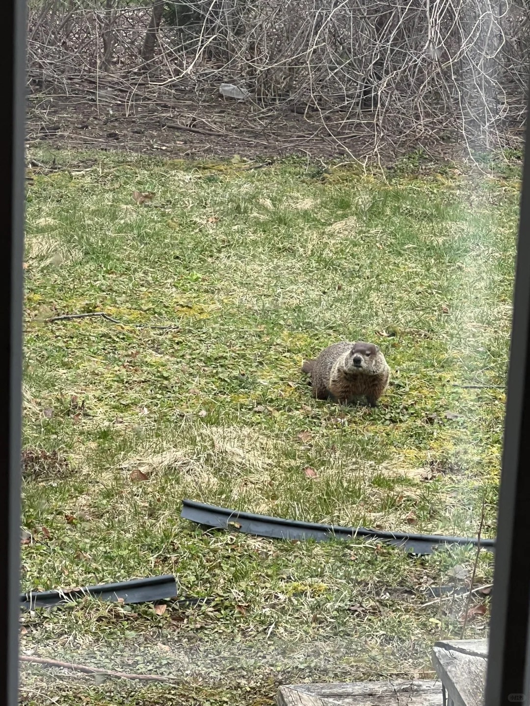 how did my backyard turn into a wildlife haven?