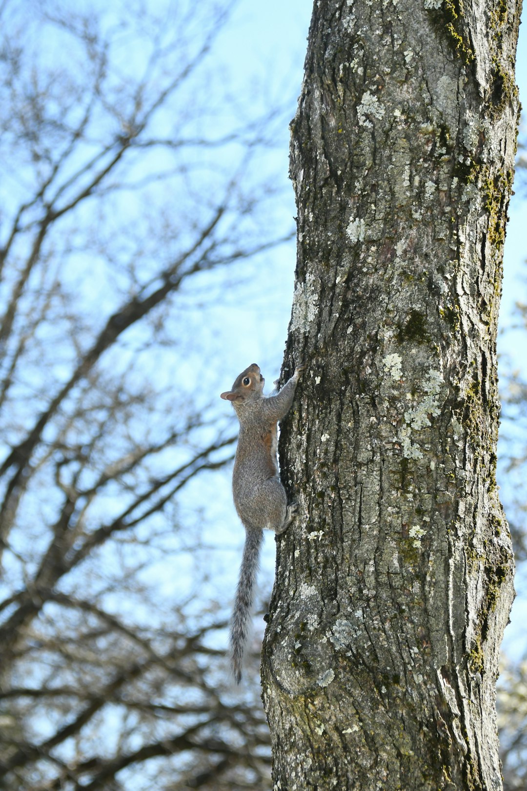 how did my backyard turn into a wildlife haven?