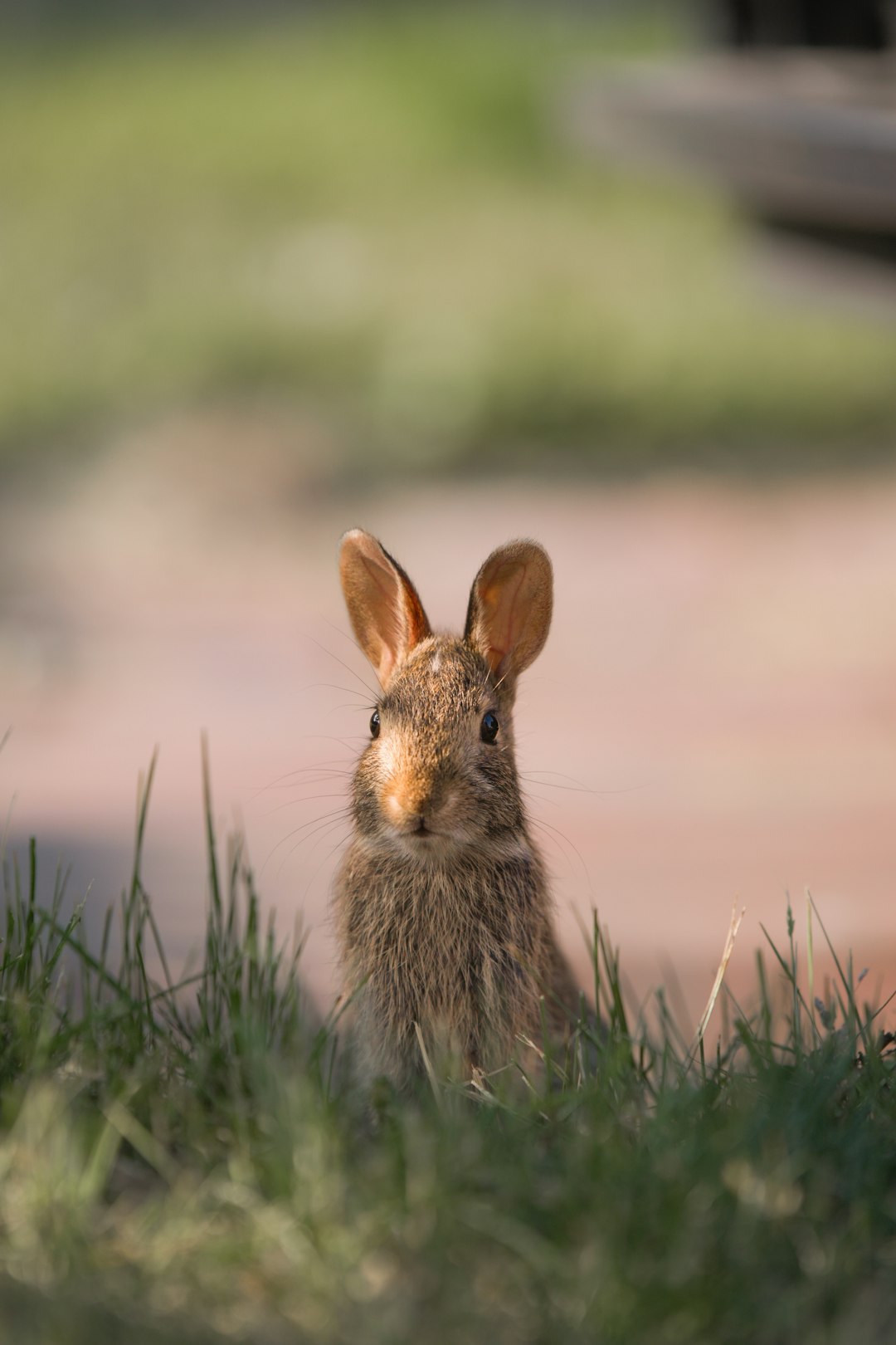 how did my backyard turn into a wildlife haven?