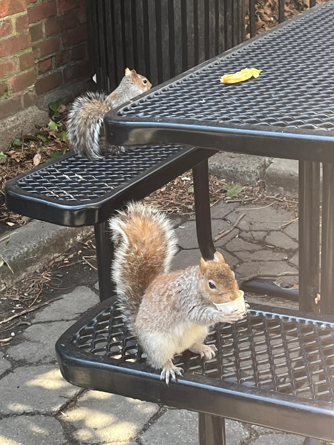  these squirrels have NO shame!