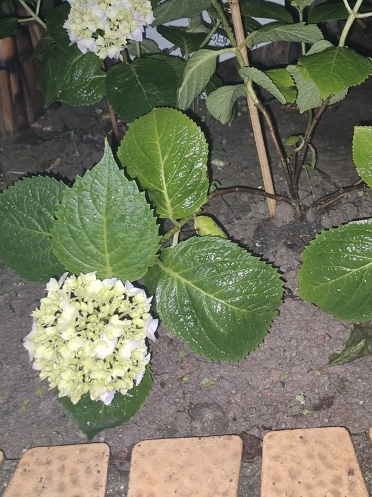 my hydrangea is leaning！