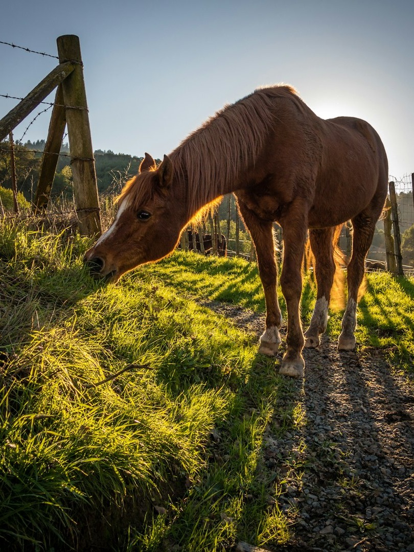 how do you handle a farm animal passing away? asking for help