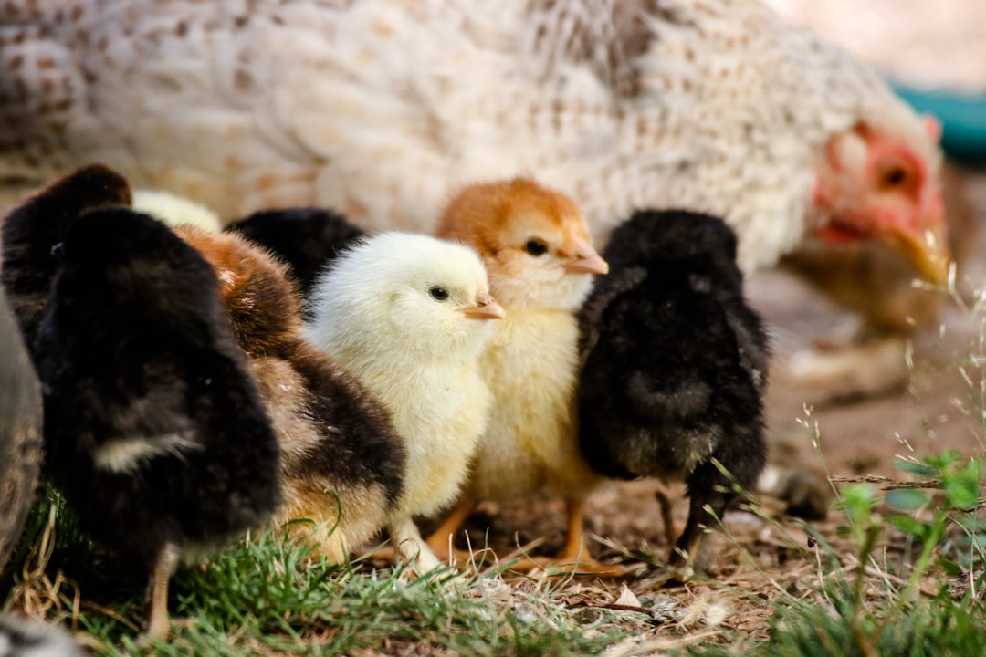 can I keep chickens in my backyard in the city?