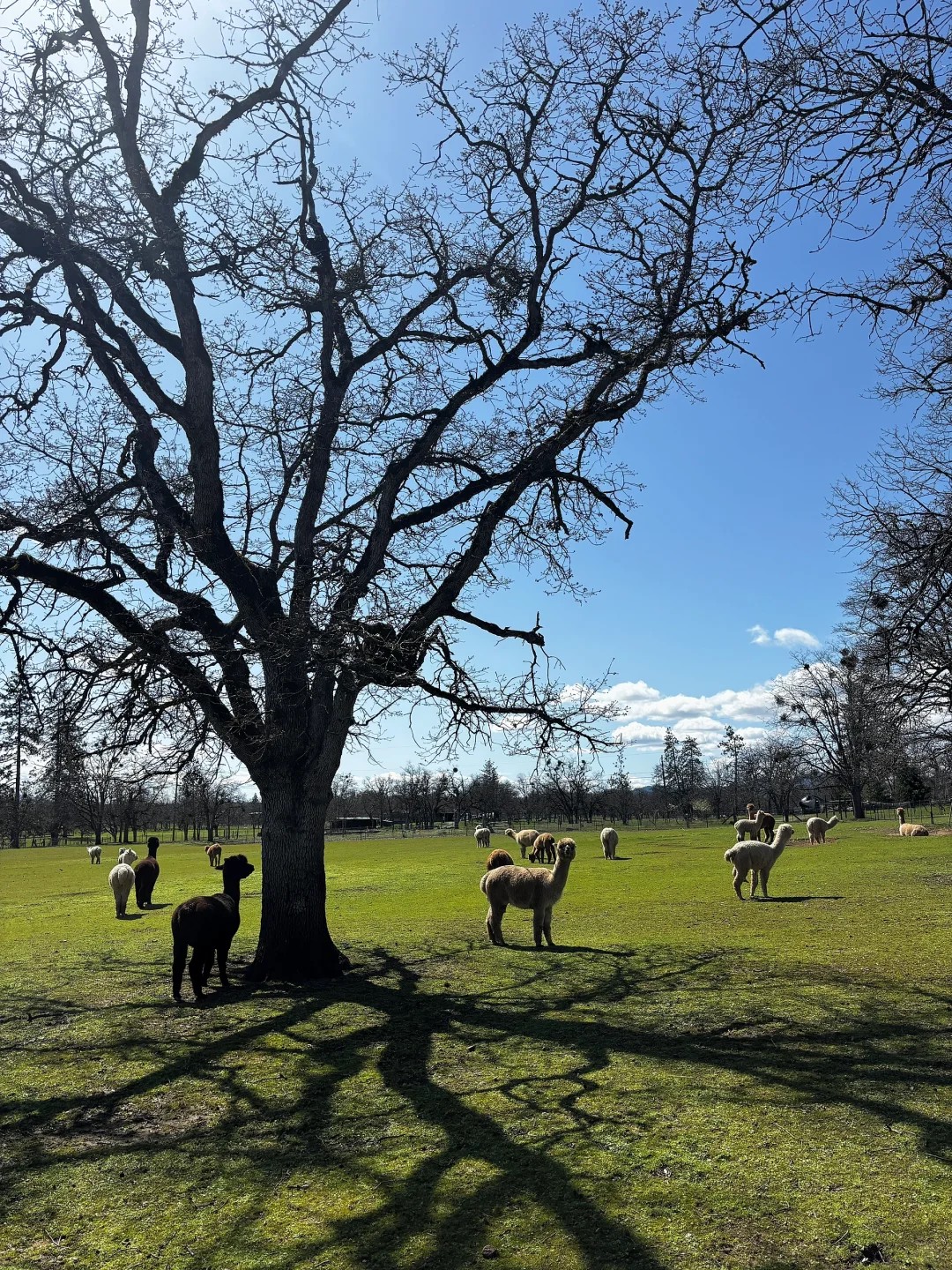 why don't I have a farm with alpacas yet?!