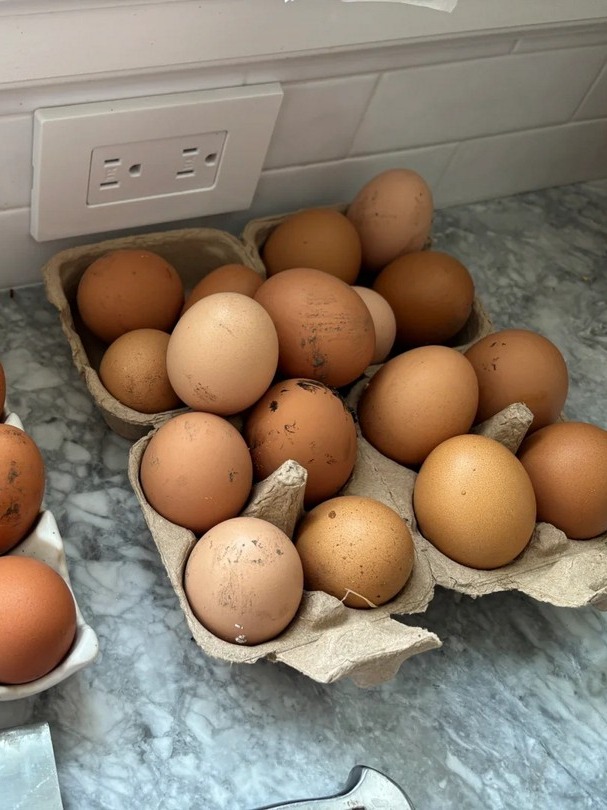 how are my chickens laying 7 eggs every day?! 😱