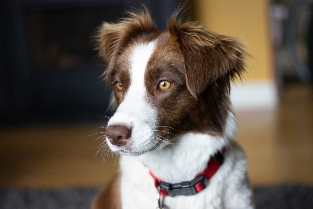 why do border collies stare into your soul like that??