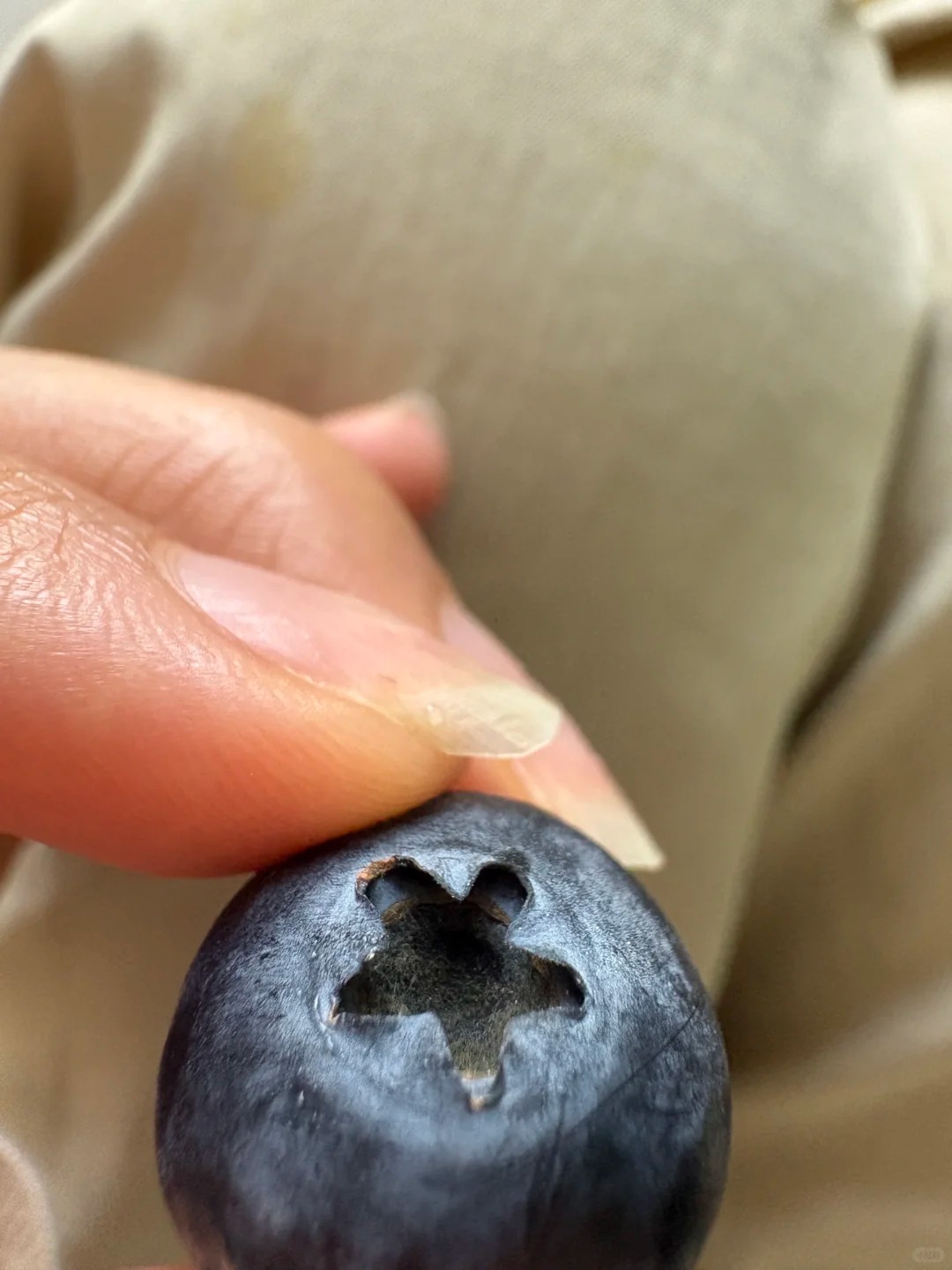 🫐Blueberries secrets