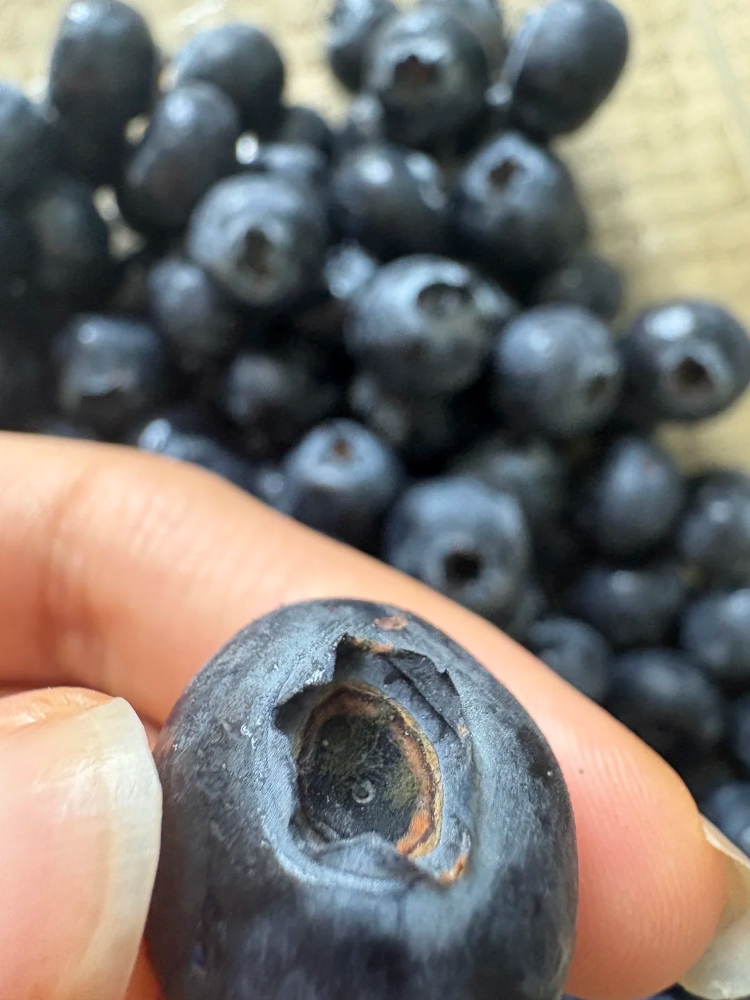 🫐Blueberries secrets