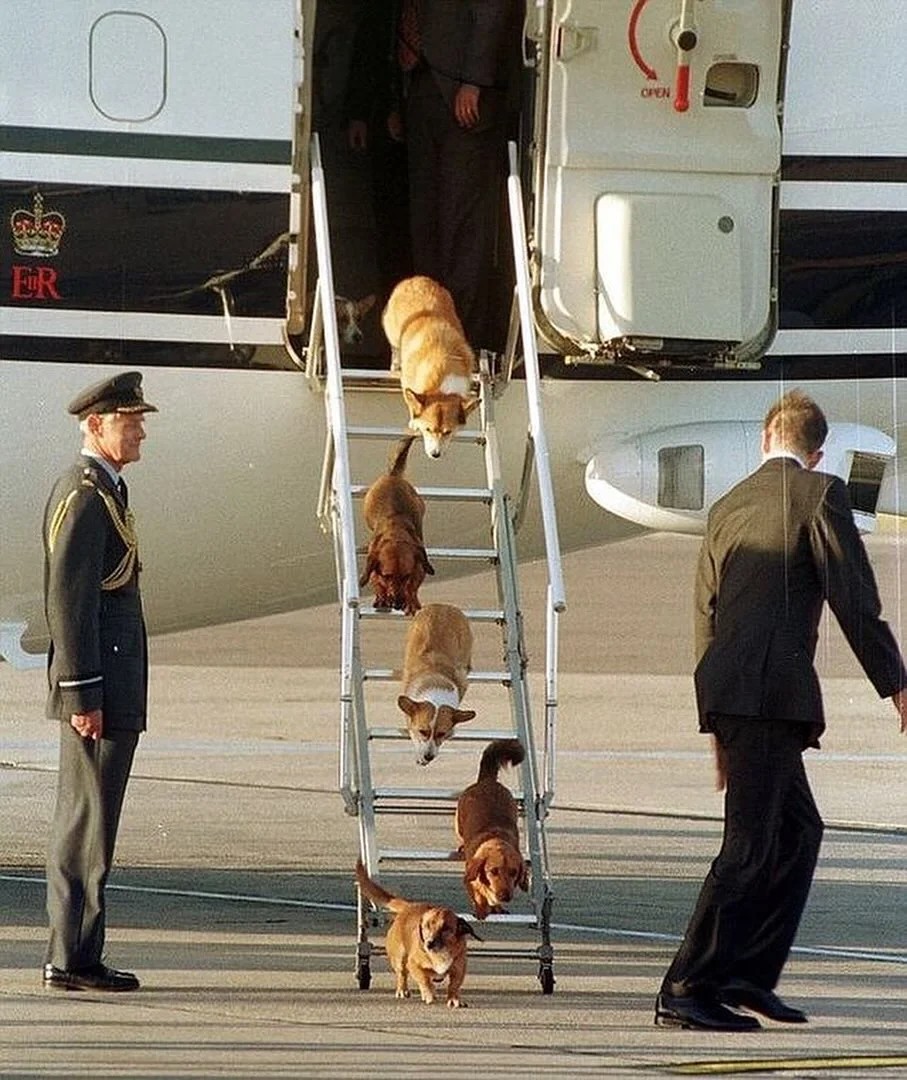 the royal love affair with these royal pups 🐾👑