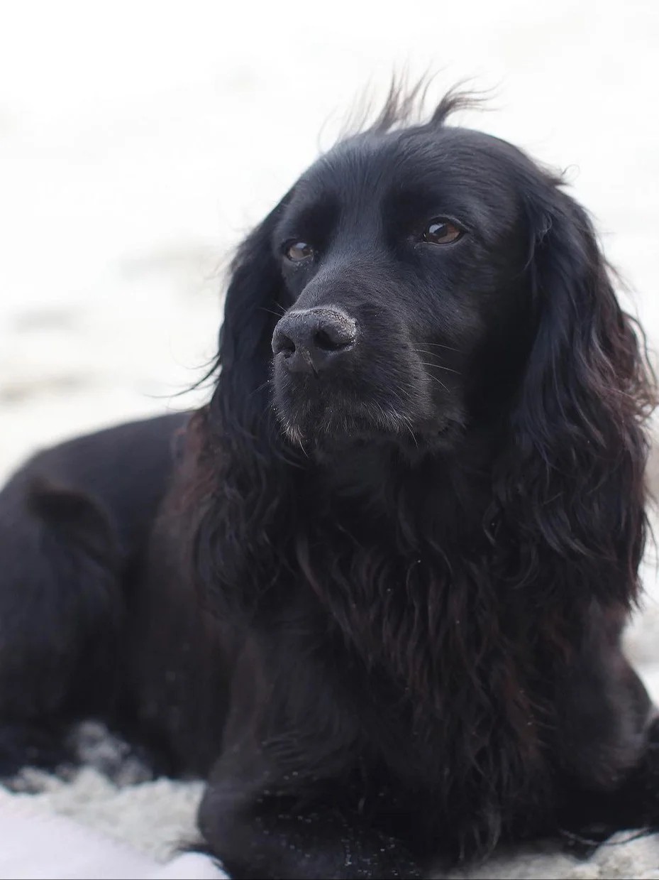 why did william and kate's family dog bring them to tears?