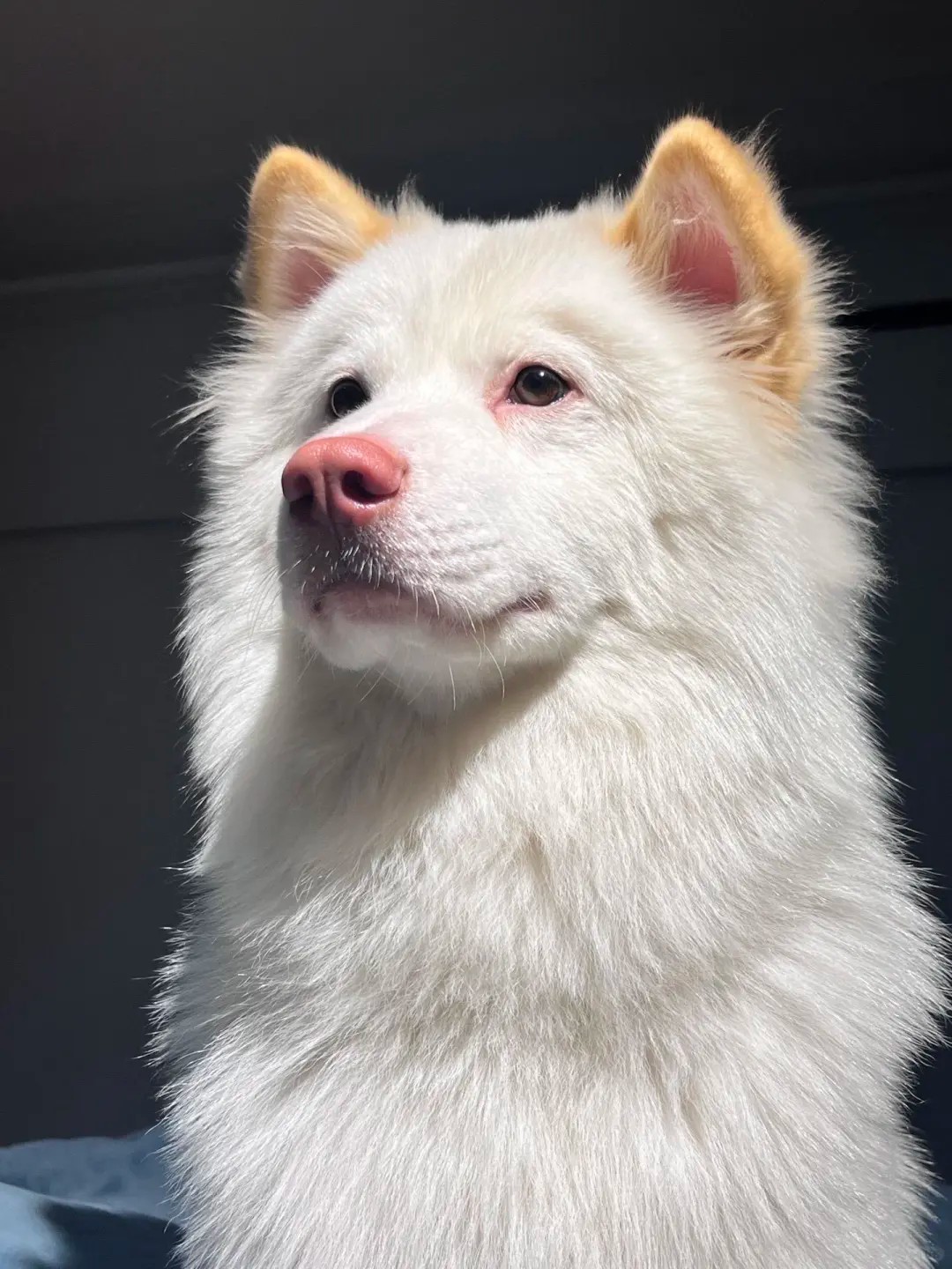 Discover the unique Chinese dog breeds! 🐶
