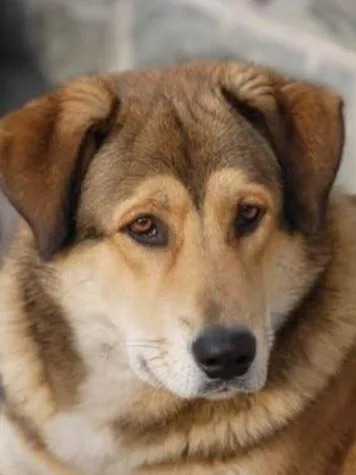 Discover the unique Chinese dog breeds! 🐶