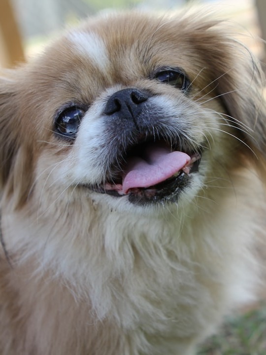 Discover the unique Chinese dog breeds! 🐶