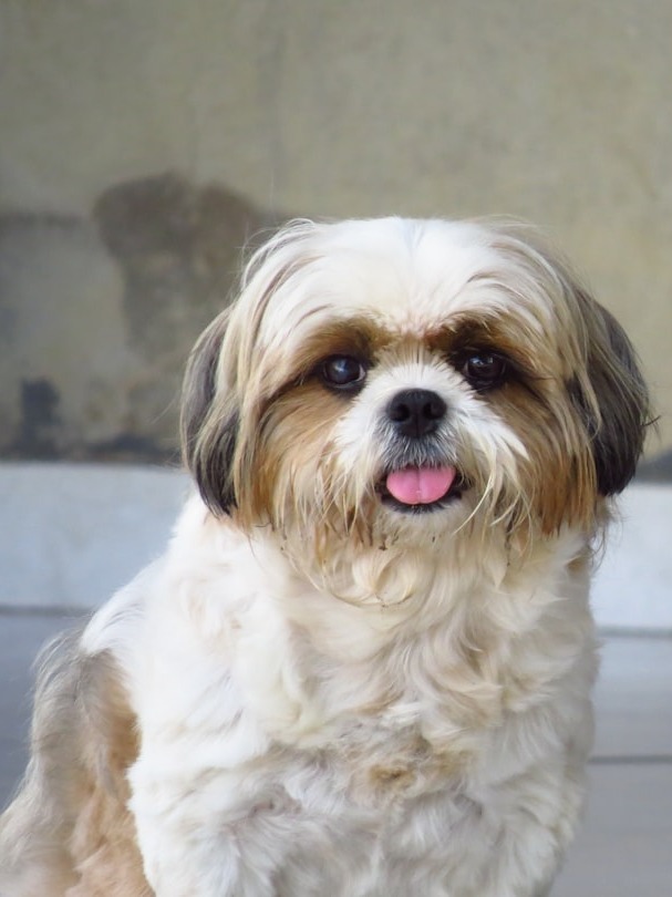 Discover the unique Chinese dog breeds! 🐶