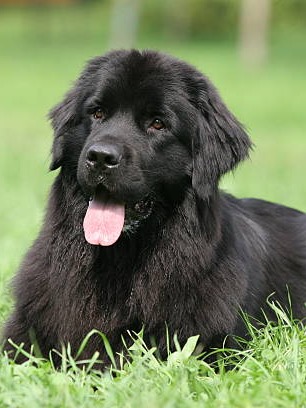 the top 9 biggest dog breeds around the world! 🌍