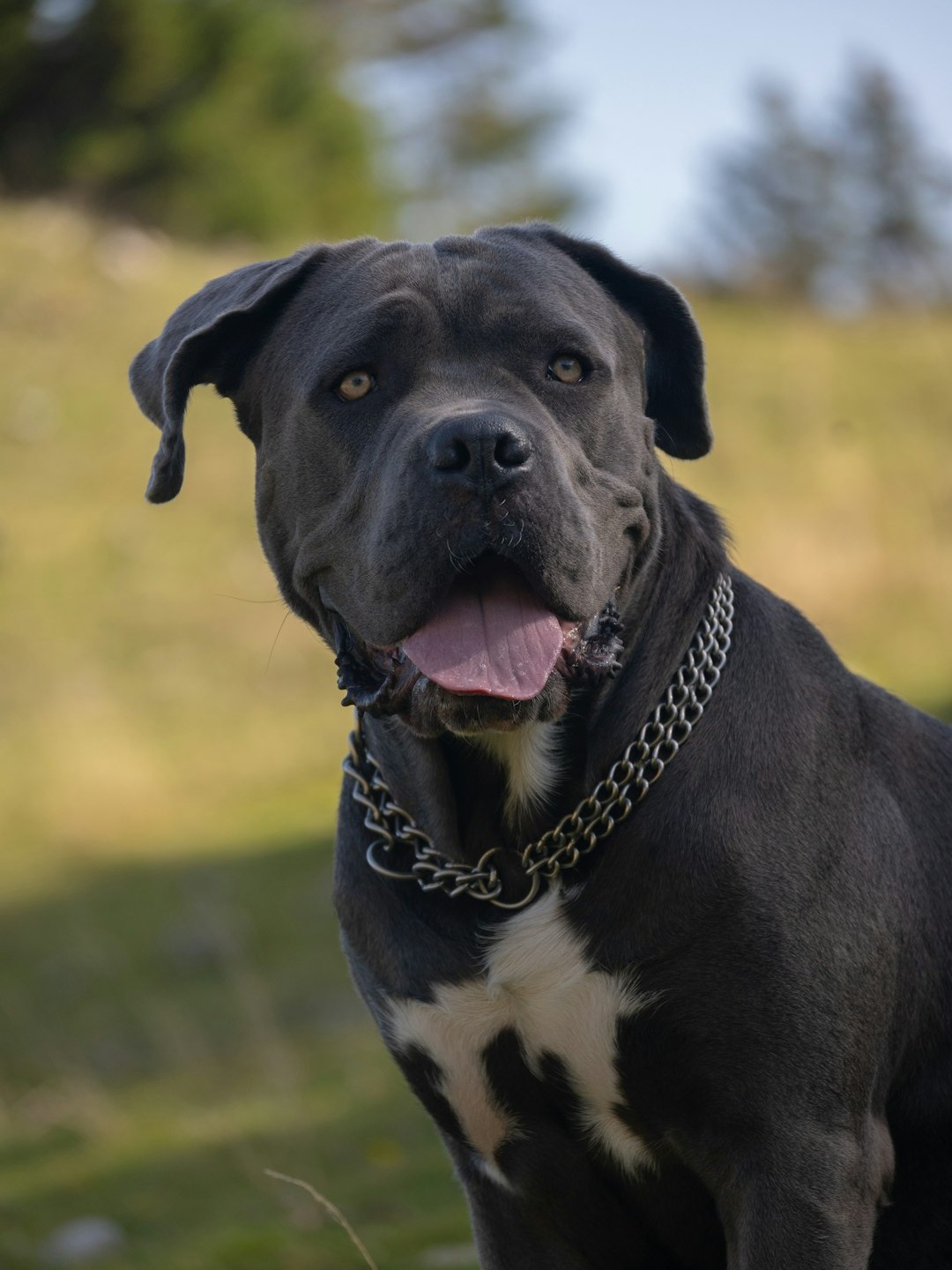 the top 9 biggest dog breeds around the world! 🌍