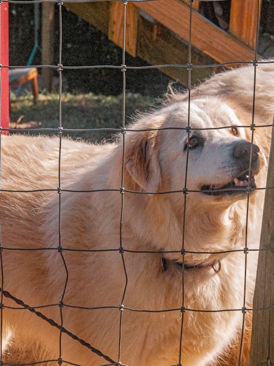 the top 9 biggest dog breeds around the world! 🌍