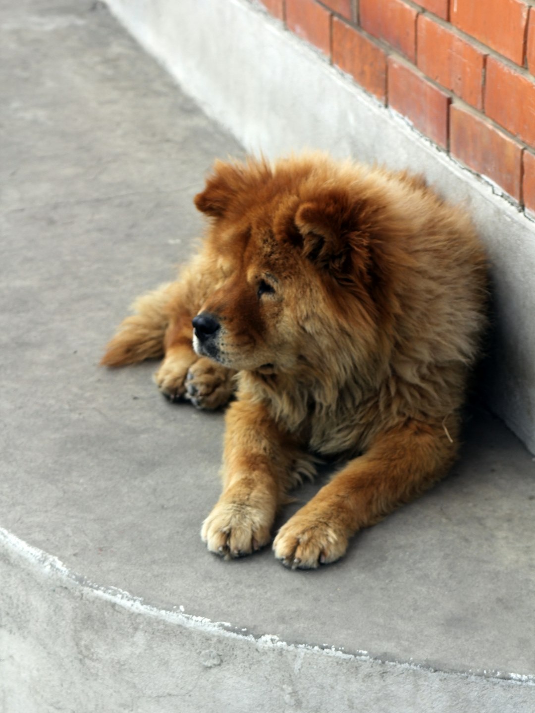 the top 9 biggest dog breeds around the world! 🌍