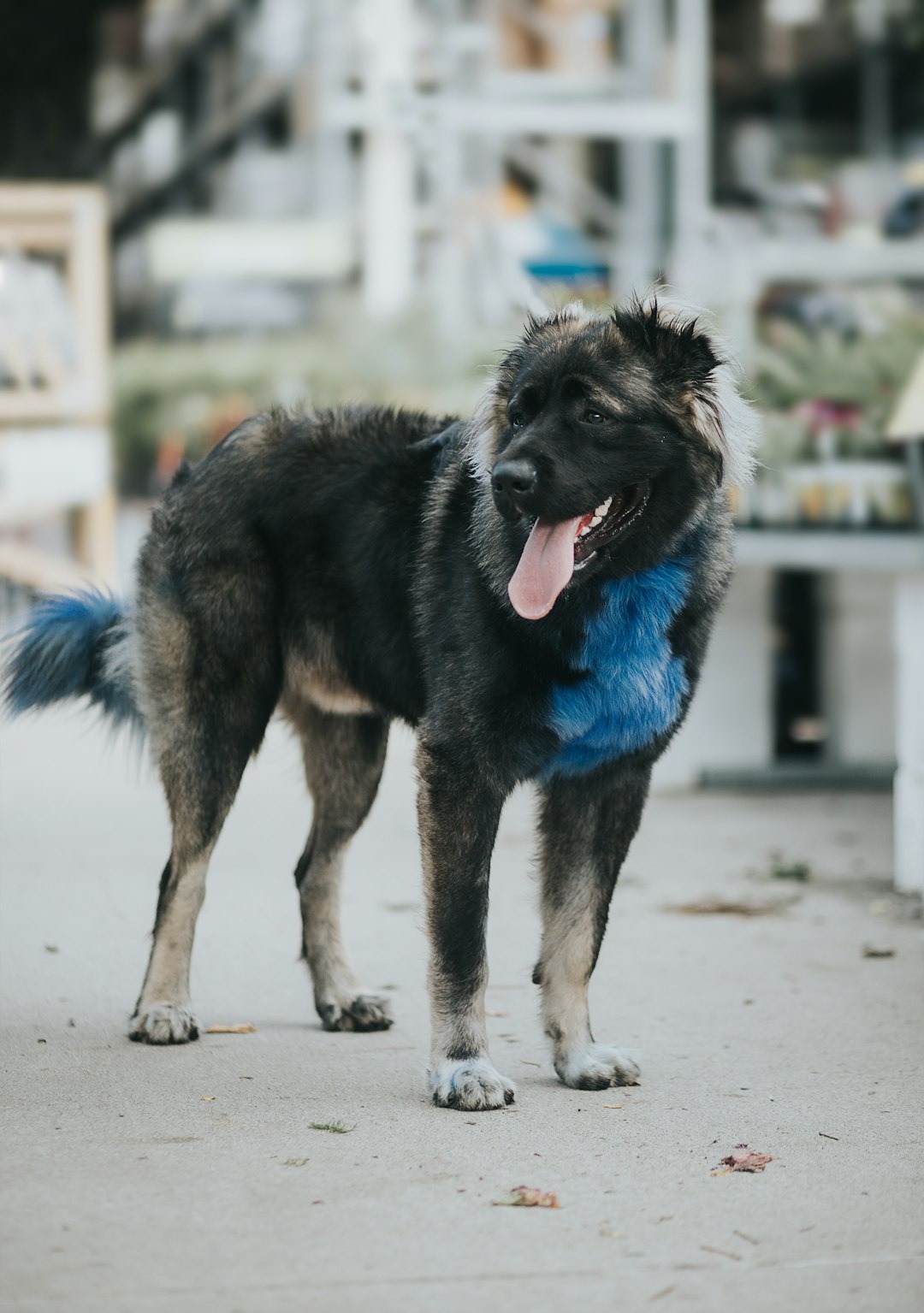 the top 9 biggest dog breeds around the world! 🌍