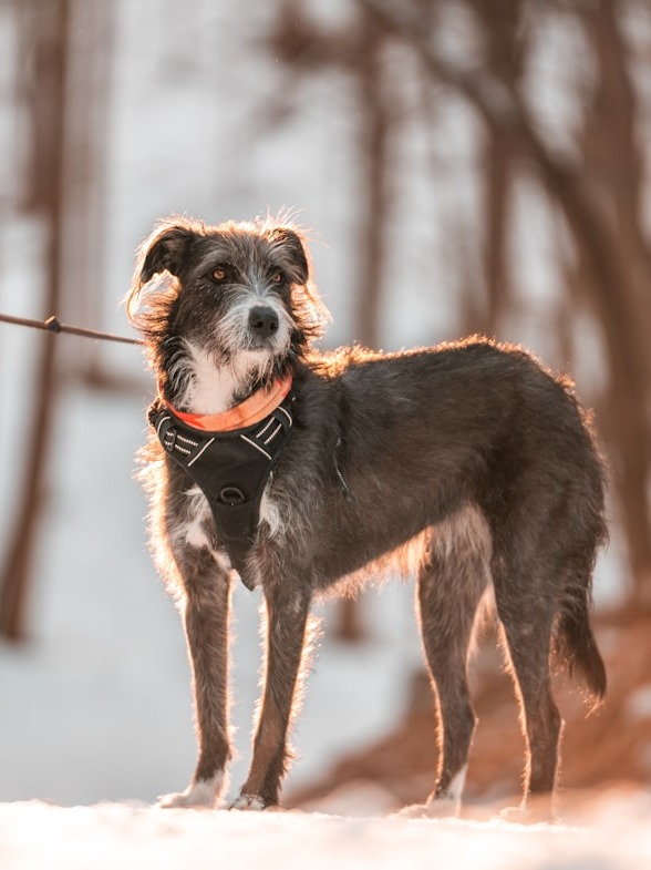 the top 9 biggest dog breeds around the world! 🌍