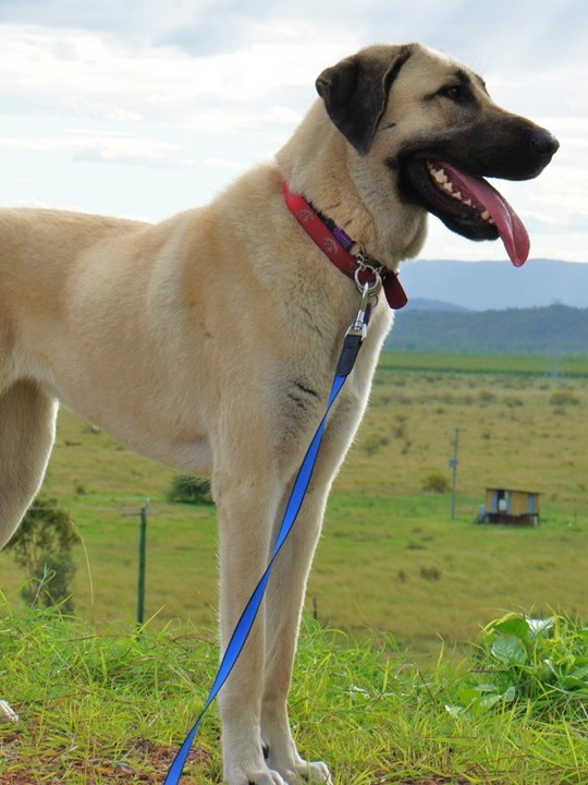 the top 9 biggest dog breeds around the world! 🌍