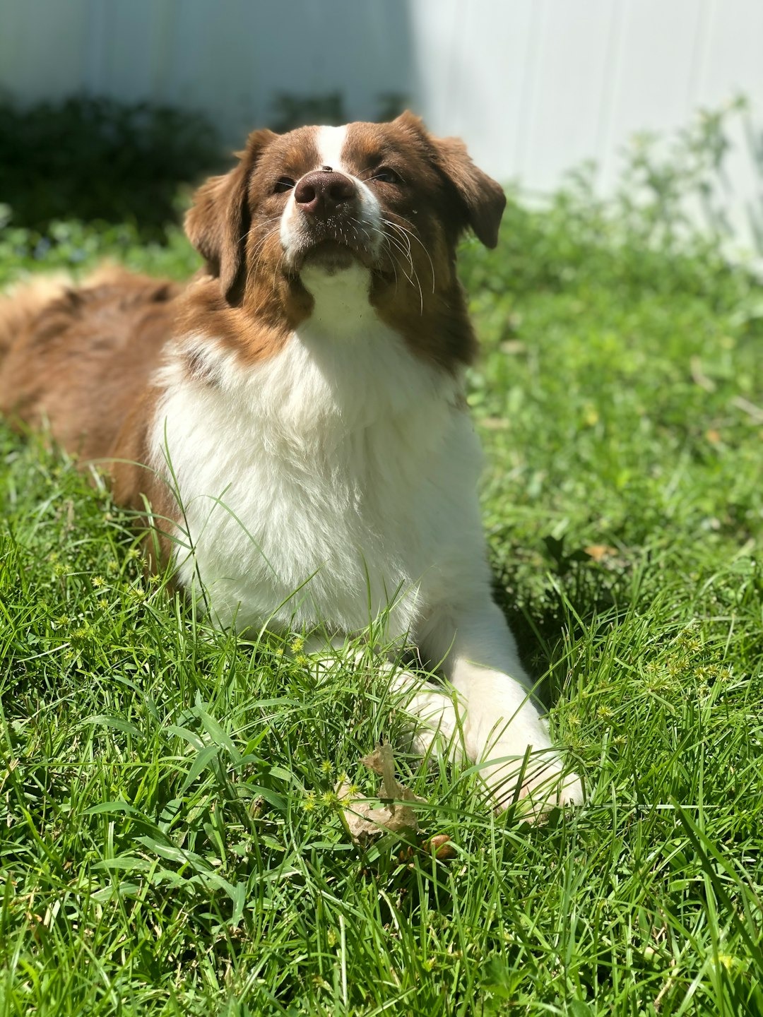 the top 9 biggest dog breeds around the world! 🌍