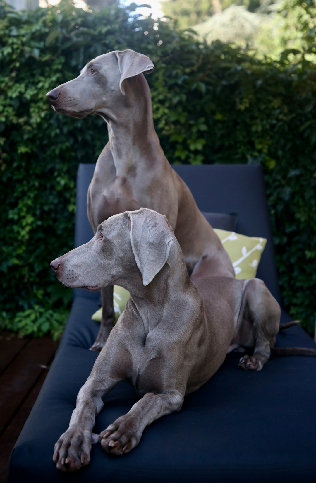 the top 9 biggest dog breeds around the world! 🌍