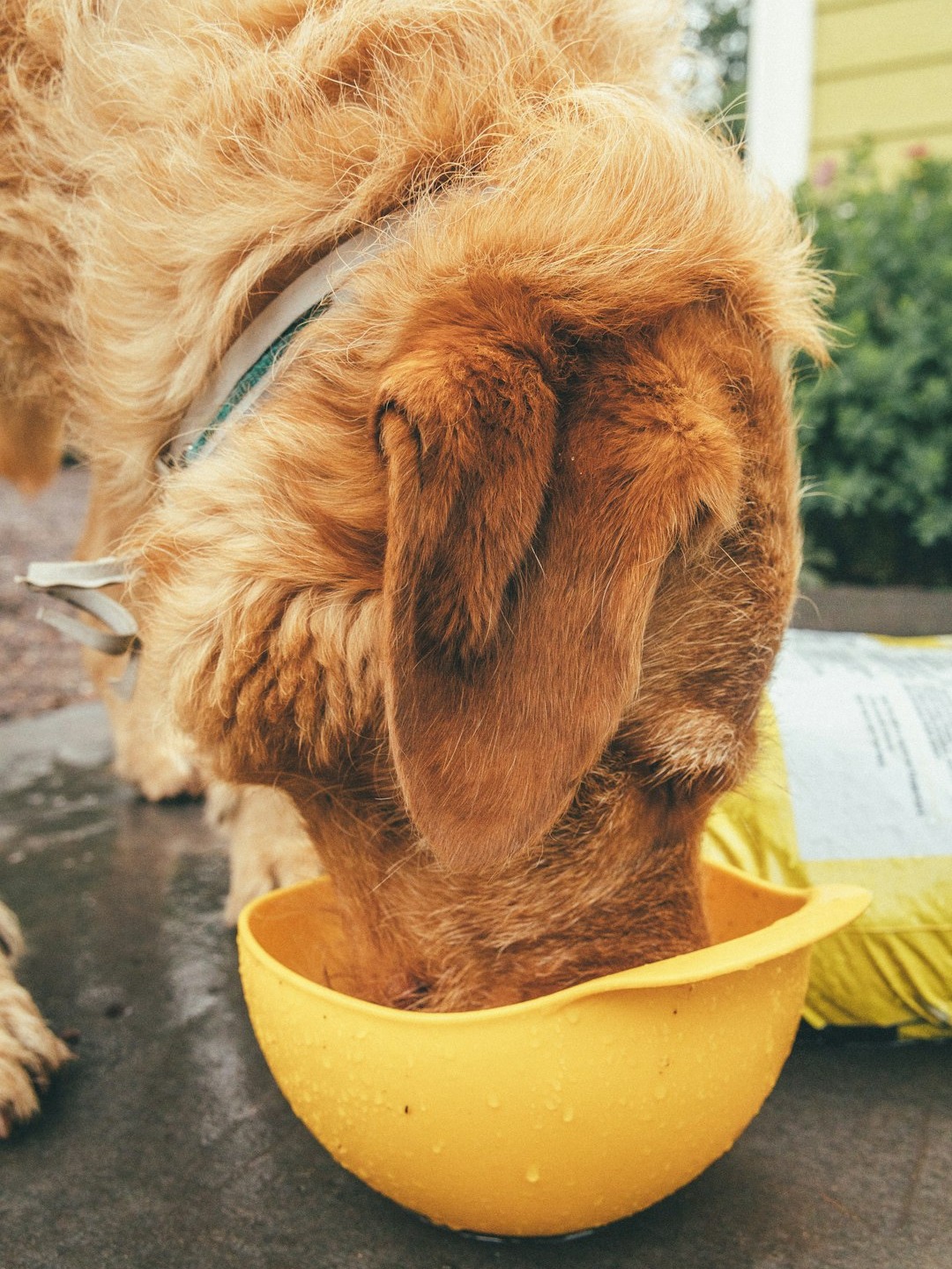 How much water does your dog REALLY need every day? 💧🐾