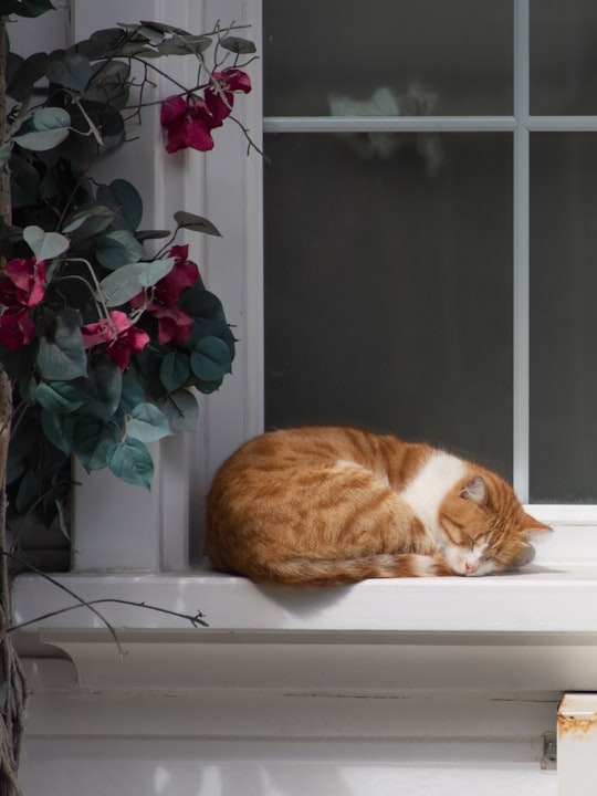 Isn't it creepy how cats are just... too cute? 😳🐱