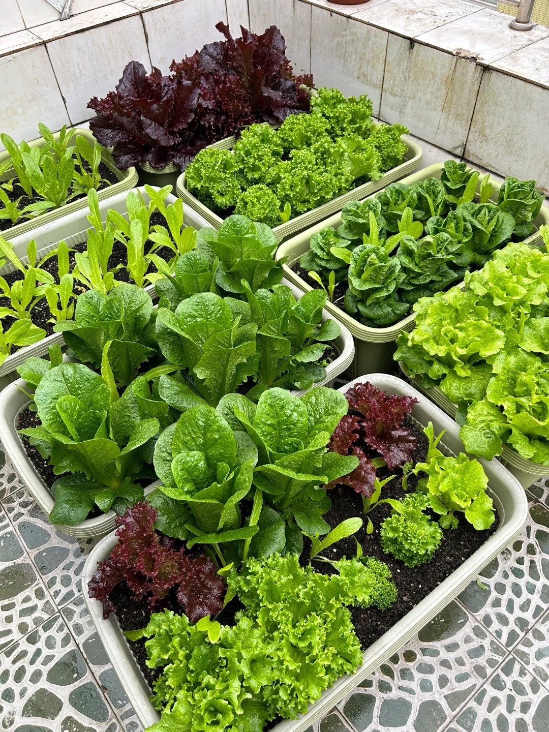  rain just hit different when you’re growing lettuce?? 🥬🌧️